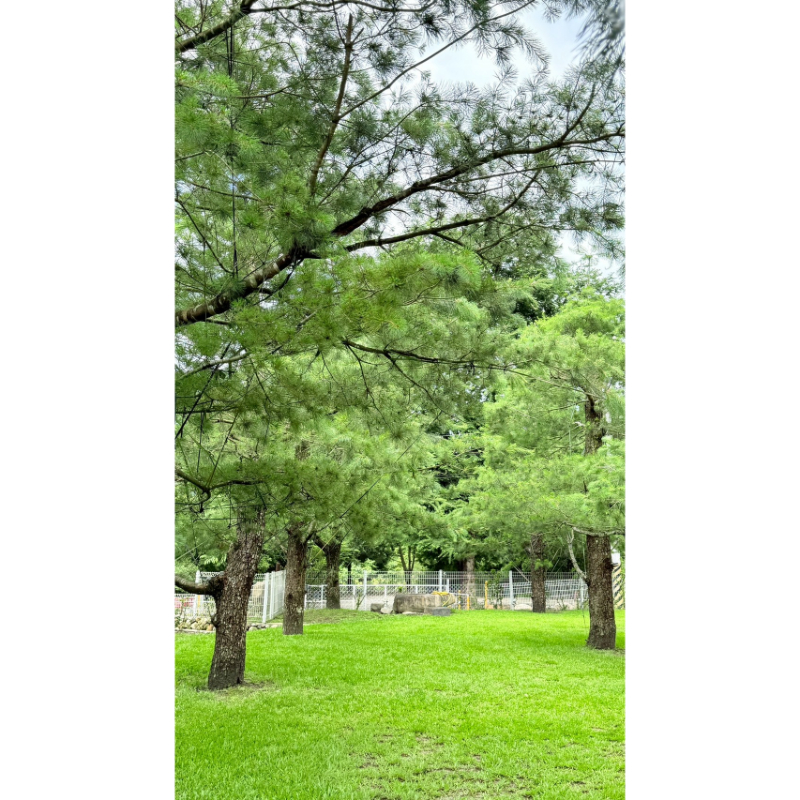 森2區-4帳包區